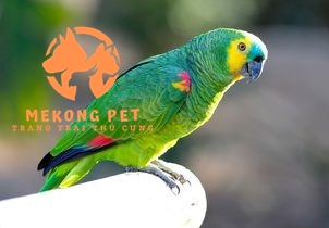 Mua Bán Vẹt Amazon Giá Tốt Tại TP.HCM